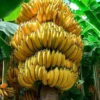 Grand Nain Banana Plant Live Starter 4-6 Inches Tall Indoor Outdoor Fruit Tree