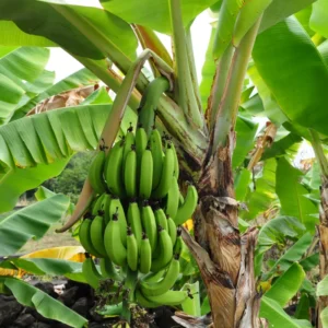 Grand Nain Banana Plant Live Starter 4-6 Inches Tall Indoor Outdoor Fruit Tree