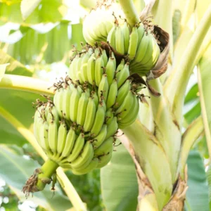 Grand Nain Banana Plant Live Starter 4-6 Inches Tall Indoor Outdoor Fruit Tree