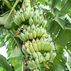 Cavendish Banana Plant Live Starter - Sweet Fruit Tree, 4-6 Inches