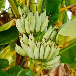 Cavendish Banana Plant Live Starter - Sweet Fruit Tree, 4-6 Inches