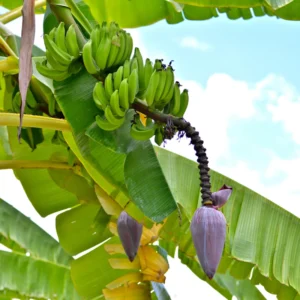 Cavendish Banana Plant Live Starter - Sweet Fruit Tree, 4-6 Inches