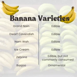 Cavendish Banana Plant Live Starter - Sweet Fruit Tree, 4-6 Inches