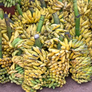 Cavendish Banana Plant Live Starter - Sweet Fruit Tree, 4-6 Inches