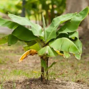 Basjoo Banana Plants Live - Cold Hardy Banana Tree - 4-6 Inches Starter