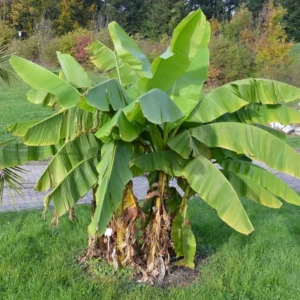 Basjoo Banana Plants Live - Cold Hardy Banana Tree - 4-6 Inches Starter