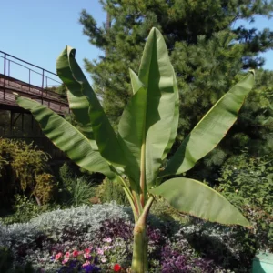 Basjoo Banana Plants Live - Cold Hardy Banana Tree - 4-6 Inches Starter