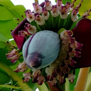 Ice Cream Banana Plant Live - Fruit Tree Starter - 4-6 Inches Tall - Indoor/Outdoor