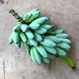Ice Cream Banana Plant Live - Fruit Tree Starter - 4-6 Inches Tall - Indoor/Outdoor
