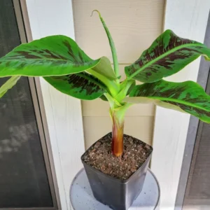 Zebrina Banana Plant Live Starter Tree 4-6 Inches Indoor Outdoor Planting