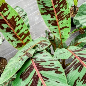 Zebrina Banana Plant Live Starter Tree 4-6 Inches Indoor Outdoor Planting