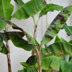 Zebrina Banana Plant Live Starter Tree 4-6 Inches Indoor Outdoor Planting