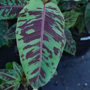 Zebrina Banana Plant Live Starter Tree 4-6 Inches Indoor Outdoor Planting