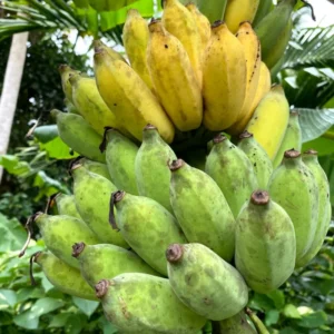 Namwah Banana Plant Live, Fruit Tree Starter, 4-6 Inches Tall, Indoor/Outdoor