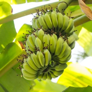 Namwah Banana Plant Live, Fruit Tree Starter, 4-6 Inches Tall, Indoor/Outdoor