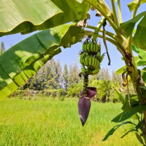 Namwah Banana Plant Live, Fruit Tree Starter, 4-6 Inches Tall, Indoor/Outdoor