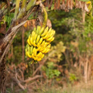 Namwah Banana Plant Live, Fruit Tree Starter, 4-6 Inches Tall, Indoor/Outdoor