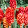 Awapuhi Shampoo Ginger Plant Starter - Zingiber Zerumbet Pinecone Ginger 5-7 Inch Tall