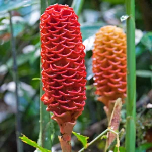 Awapuhi Shampoo Ginger Plant Starter - Zingiber Zerumbet Pinecone Ginger 5-7 Inch Tall