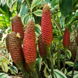 Awapuhi Shampoo Ginger Plant Starter - Zingiber Zerumbet Pinecone Ginger 5-7 Inch Tall