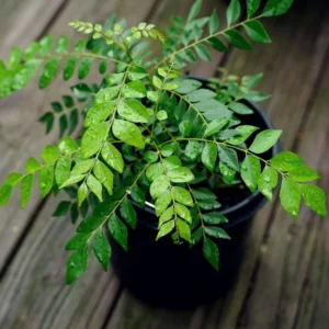 Curry Leaf Plant Live Starter Tree - 4-6 Inches Outdoor Growing