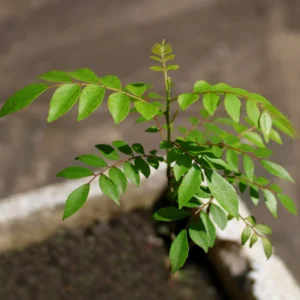 Curry Leaf Plant Live Starter Tree - 4-6 Inches Outdoor Growing