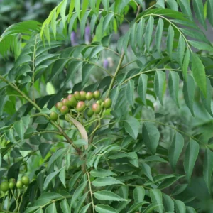 Curry Leaf Plant Live Starter Tree - 4-6 Inches Outdoor Growing