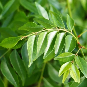 Curry Plant Live - 2 Pack - Perennial Outdoor Garden - 5-5 Inch Tall