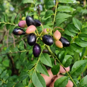 Curry Plant Live - 2 Pack - Perennial Outdoor Garden - 5-5 Inch Tall