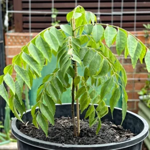 Curry Plant Live - 2 Pack - Perennial Outdoor Garden - 5-5 Inch Tall