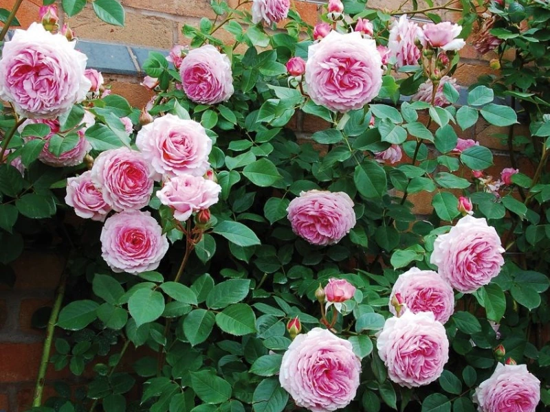 pink lady climbing rose