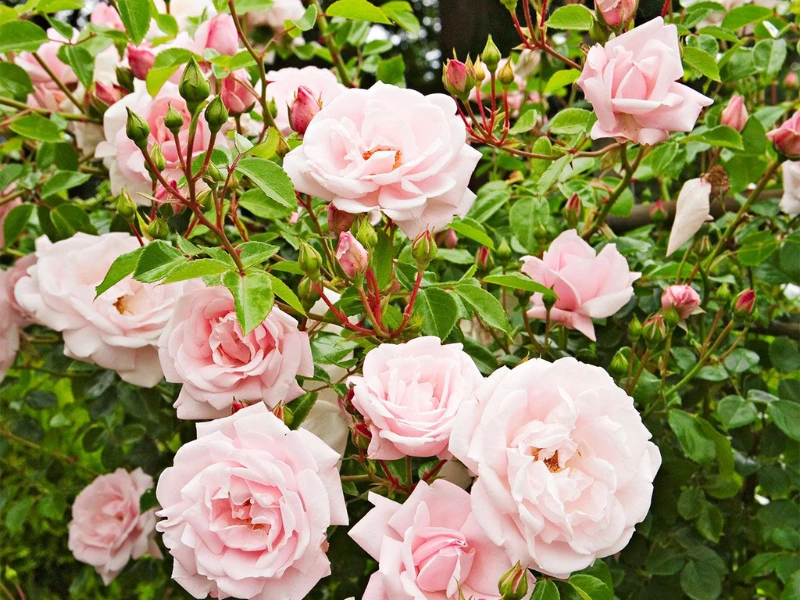 New Dawn climbing rose