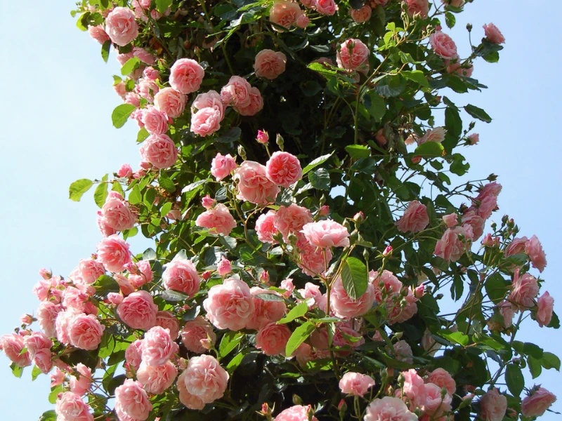fast-growing climbing roses