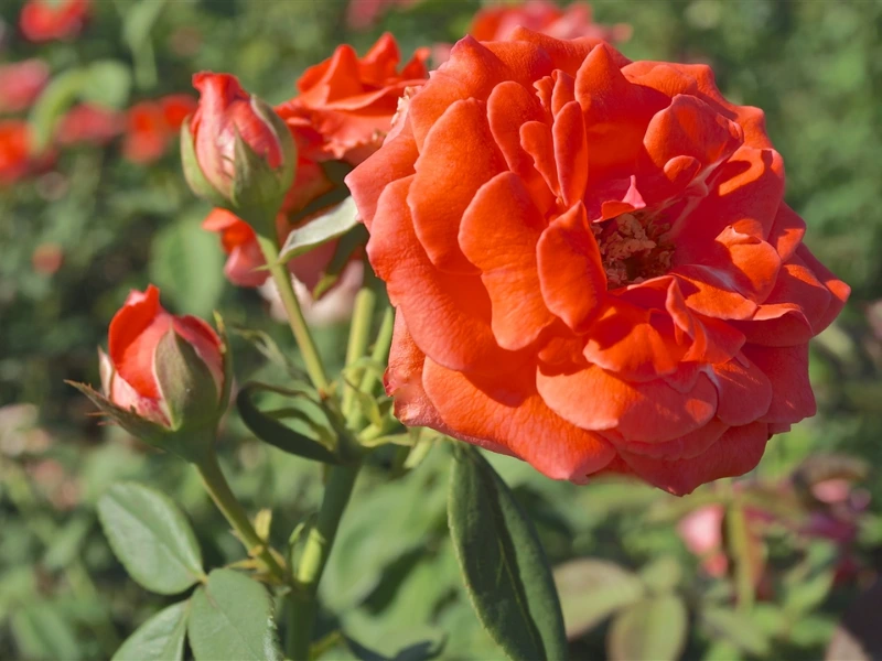 America Climbing rose