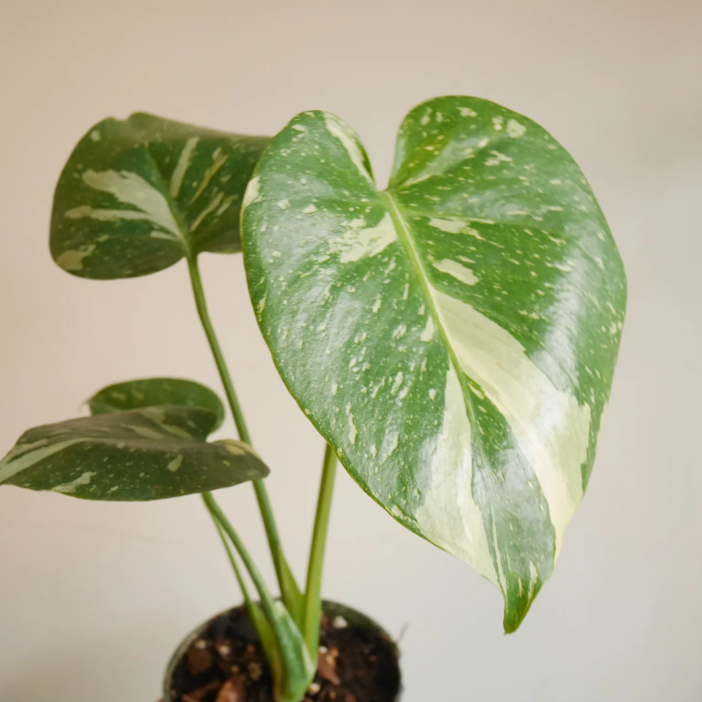 Variegated Monstera Live Plant - 6 Inch Starter Plant - Indoor Houseplant