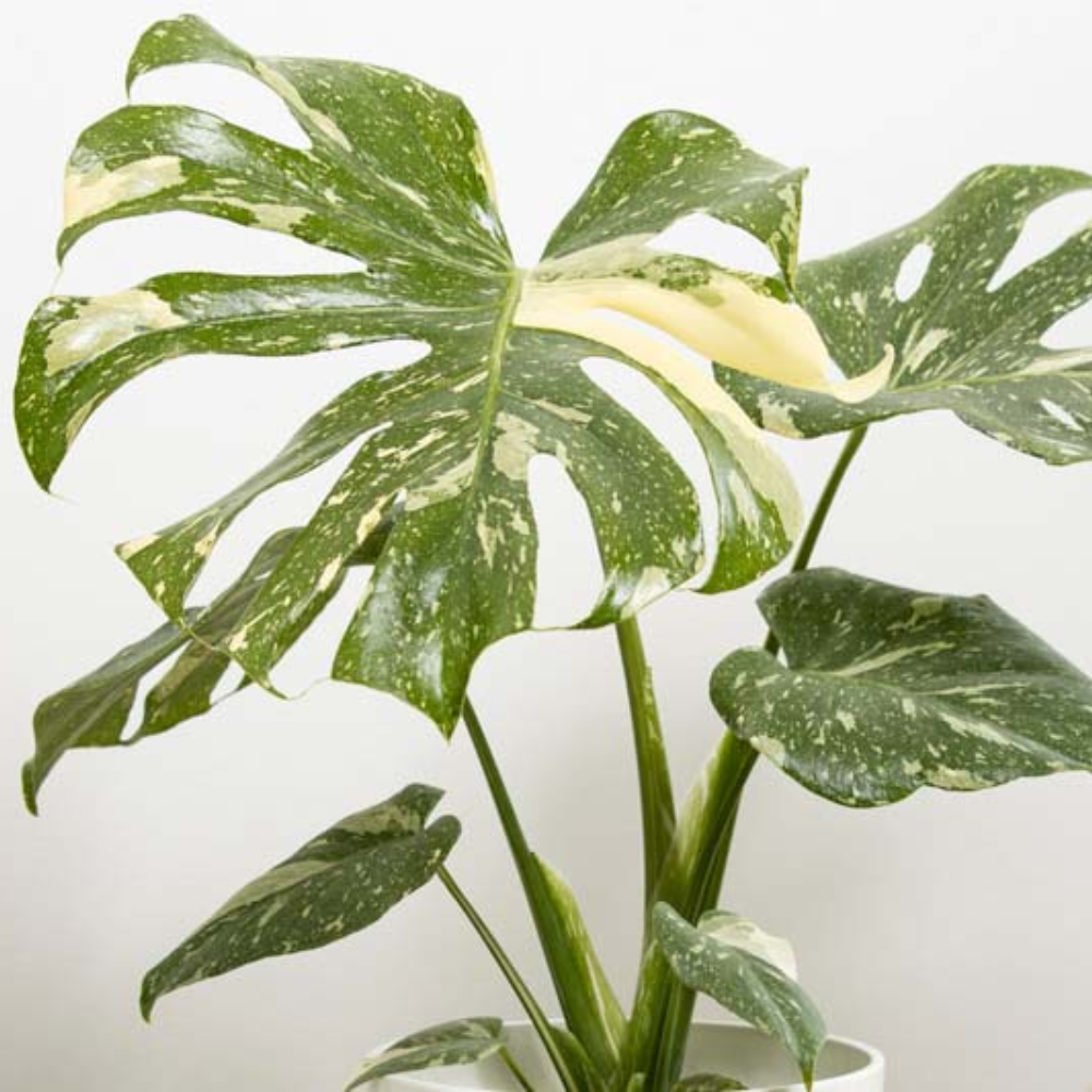 Variegated Monstera Plant Unique Indoor Houseplant 4-7 Inch