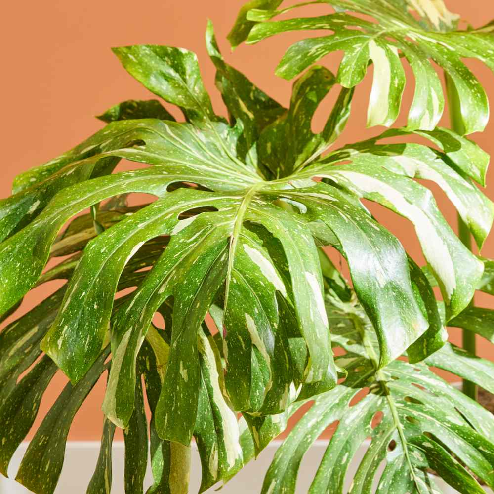 Variegated Monstera Live Plant - 6 Inch Starter Plant - Indoor Houseplant - Image 2