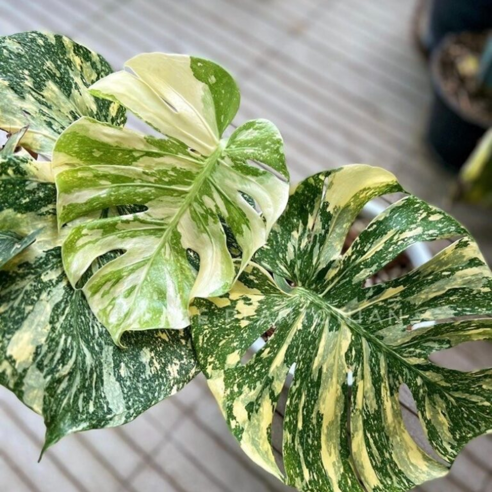 Variegated Monstera Live Plant - 6 Inch Starter Plant - Indoor Houseplant - Image 3