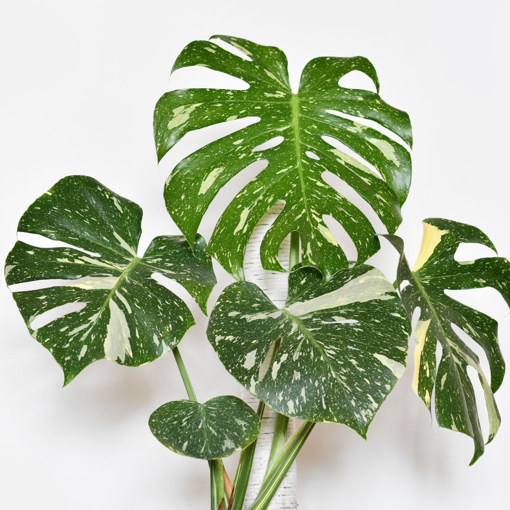 Variegated Monstera Plant Unique Indoor Houseplant 4-7 Inch - Image 2