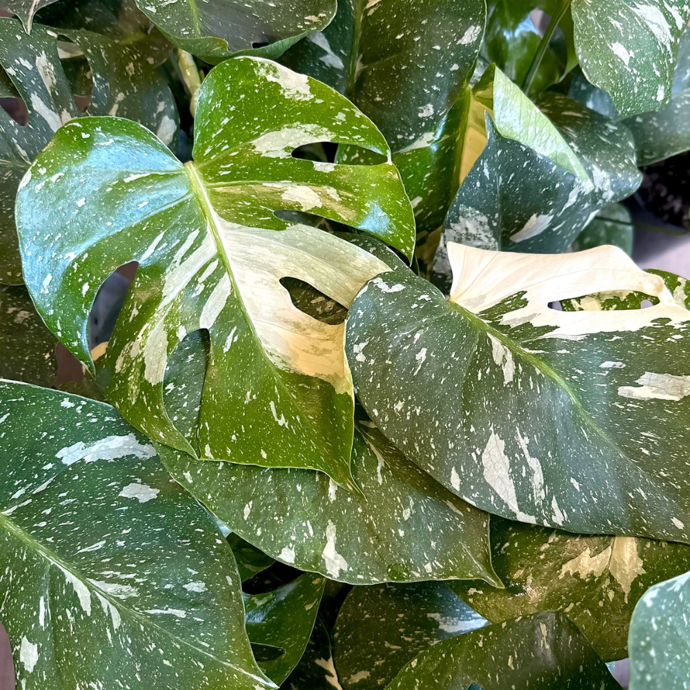 Variegated Monstera Live Plant - 6 Inch Starter Plant - Indoor Houseplant - Image 4