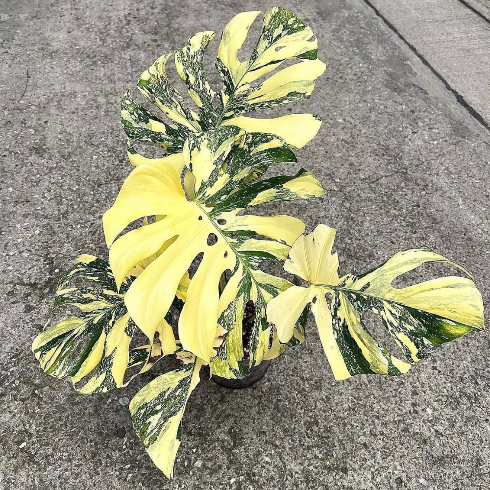 Variegated Monstera Plant Unique Indoor Houseplant 4-7 Inch - Image 3