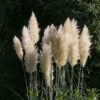 White Pampas Grass Plant Cortaderia Selloana 2.5 Inch Pot Ornamental