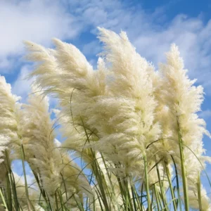 White Pampas Grass Plant Cortaderia Selloana 2.5 Inch Pot Ornamental