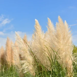 White Pampas Grass Plant Cortaderia Selloana 2.5 Inch Pot Ornamental