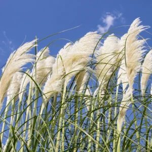 White Pampas Grass Plant Cortaderia Selloana 2.5 Inch Pot Ornamental