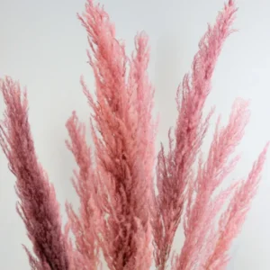 Pink Pampas Grass Plants, Cortaderia Selloana Rosea, 2.5 Inch Pot, Ornamental Grass