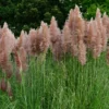Pink Pampas Grass Plants, Cortaderia Selloana Rosea, 2.5 Inch Pot, Ornamental Grass