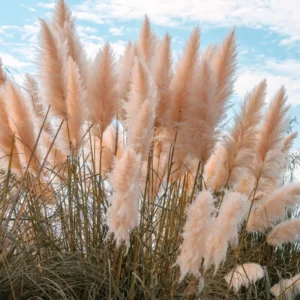 Pink Pampas Grass Plants, Cortaderia Selloana Rosea, 2.5 Inch Pot, Ornamental Grass