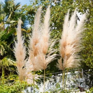 Pink Pampas Grass Plants, Cortaderia Selloana Rosea, 2.5 Inch Pot, Ornamental Grass