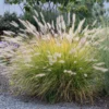 Hameln Dwarf Fountain Grass Plant 4 Inch Pot Ornamental Grass
